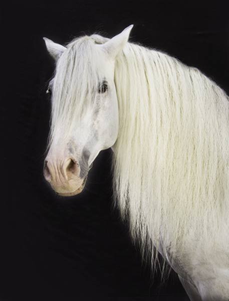 Photograph Ignacio Alvar  Thomas Head Stallion on One Eyeland